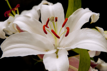 Fototapeta na wymiar Big white lilia flower closeup image