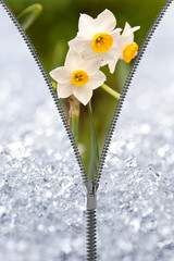 Zipper revealing narcissus under the snow