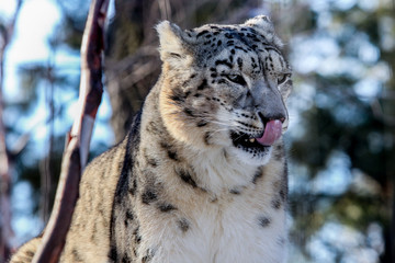 Obraz premium Snow Leopard