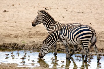 Fototapeta na wymiar Zebras at the pool