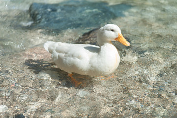 White Duck
