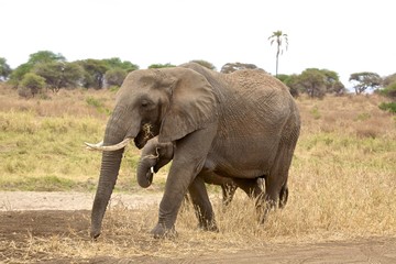 Fototapeta na wymiar Two elephants