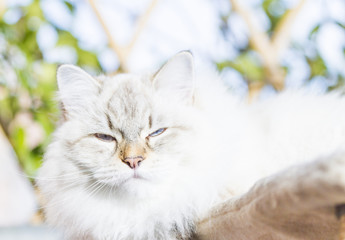 white cat of siberian breed, neva masquerade version
