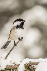 Black-capped Chickadee
