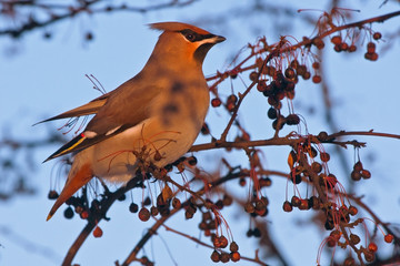 Bohemian Waxwing (Bombycilla garrulus)