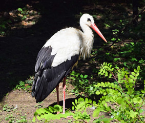 White stork