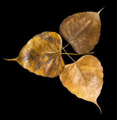 Fototapeta premium Dry Leaf isolated on black background,heart shape.