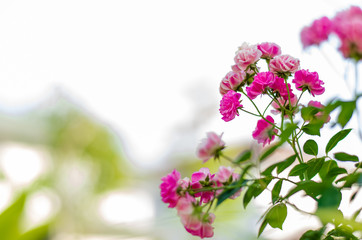 Pink Roses