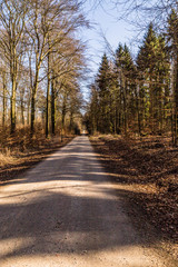 In the Hahnheide near Trittau