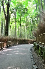 嵯峨野　竹林の道