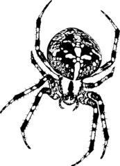 Kreuzspinne