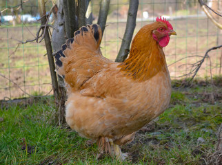 Plume rousse