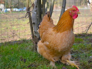 Poule rousse