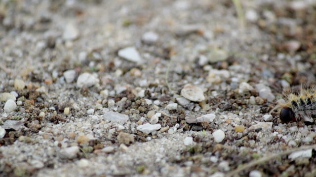 Pine processionary (Species: Thaumetopoea pityocampa).