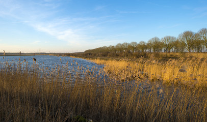 Reed along the shore of a lake in winter