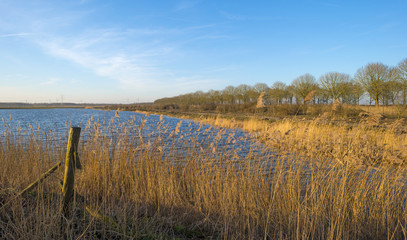 Fototapeta na wymiar Reed along the shore of a lake in winter