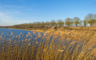 Reed along the shore of a lake in winter