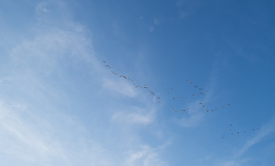 Flock of geese flying in a blue sky in winter