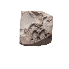 Fossil with clipping path