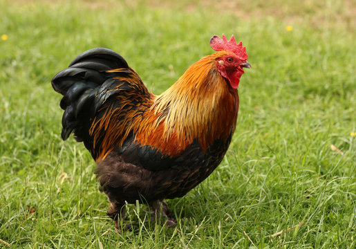 Portrait of a Bantam chicken