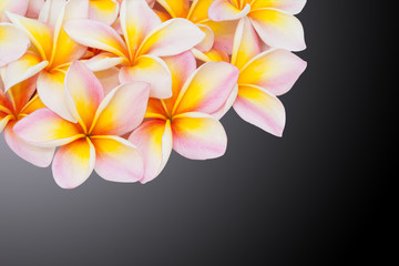 Plumeria flower isolated on the black background