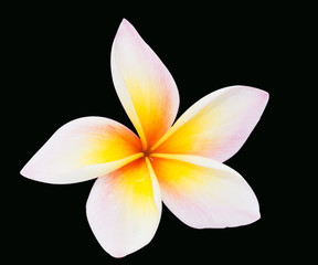 Plumeria flower isolated on the black background