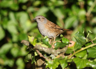 Portrait of a Dunnock