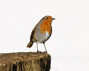 Robin on tree stump