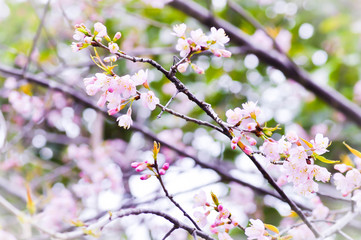 Sakura ,Cherry Blossom flower