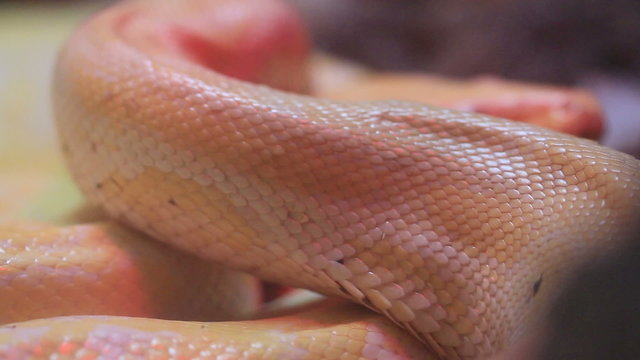 Close up Golden Thai Python (Python bivittatus) snake skin.