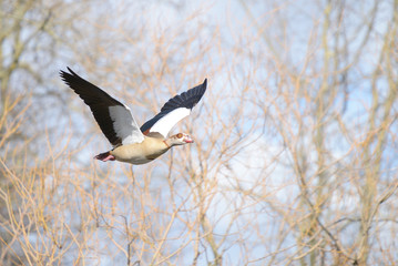 Egyptian Goose, Alopochen aegyptiaca