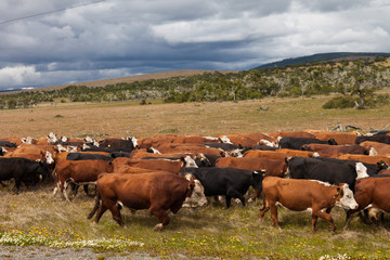 Fototapeta na wymiar Rinderherde, Ruta 9 - Patagonia, Chile