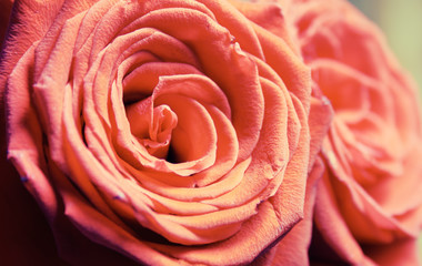 Flower rose, retro colors