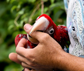Colorful parrot sitting on human finger