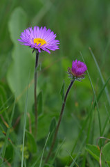 Flowers Aster alpinus