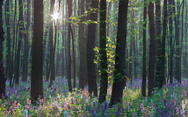 Spring in the forest