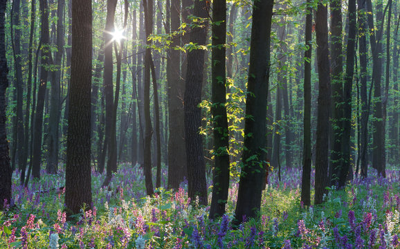 Spring in the forest