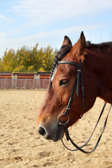 Fototapeta premium Horse