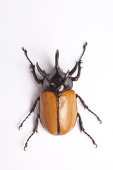 Rhino big horn beetle bug isolated on white background..