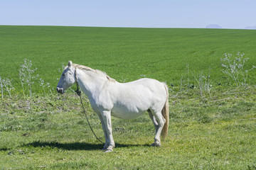 Naklejka na ściany i meble White horse in the countryside