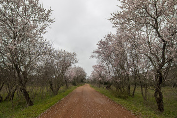 Fototapeta na wymiar Beautiful view of almond trees in full bloom in nature.