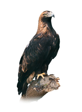 Eastern imperial eagle on white