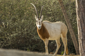 Naklejka na ściany i meble Scimitar-Horned Oryx