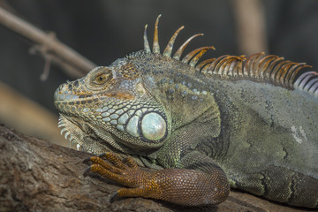 Green Iguana headshot