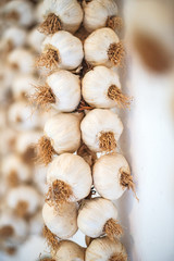 Portrait of hanging dried garlic bulbs.