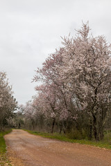 Beautiful view of almond trees in full bloom in nature.