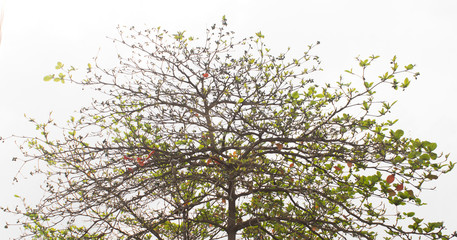 tree branches
