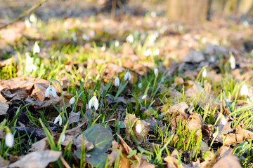 Beautiful snowdrops (Galanthus Nivalis L.) in the forest