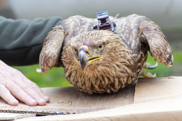 Imperial eagle in hand