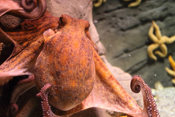 Big octopus